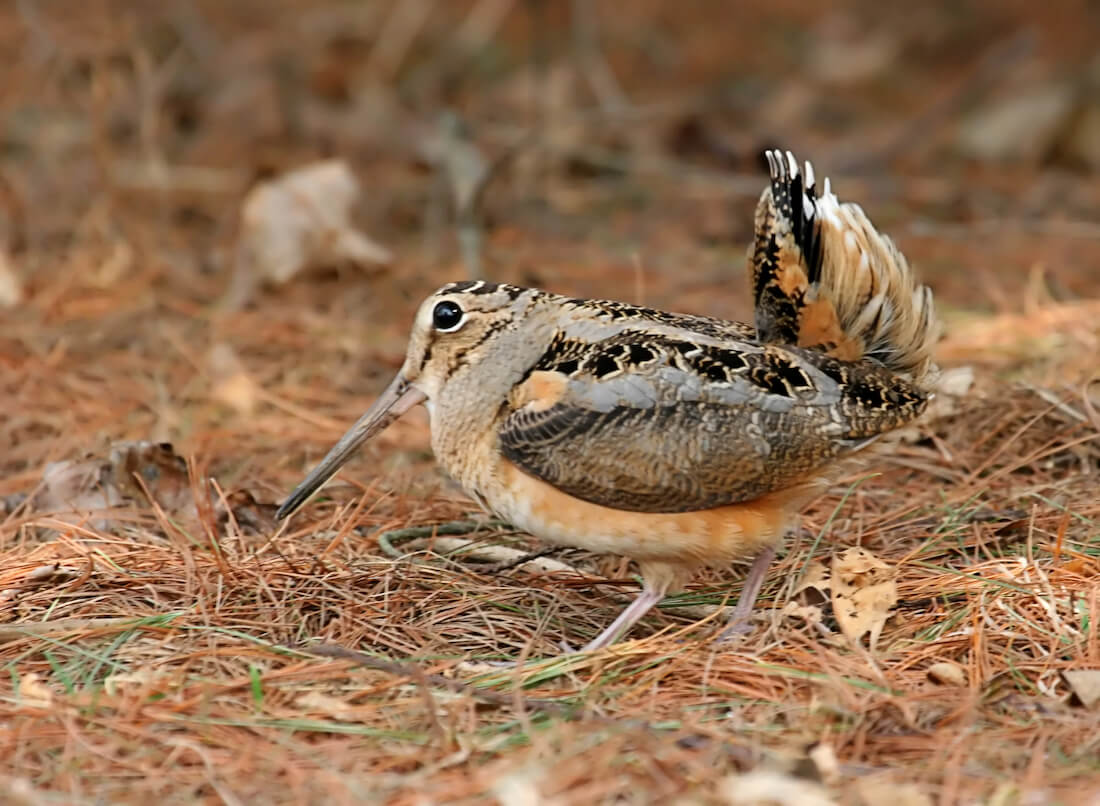 American Woodcock (Scolopax minor) birds on the ground
