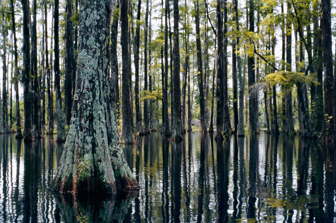 Bald cypress swamp tree forest in Cypress Gardens, Moncks Corner, Charleston, South Carolina