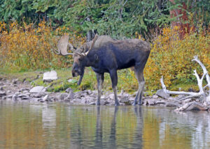 A bull moose stands at the edge of the water for a drink