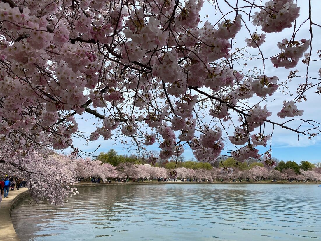 Cherry blossom trees at the Tidal Basin Washington DC