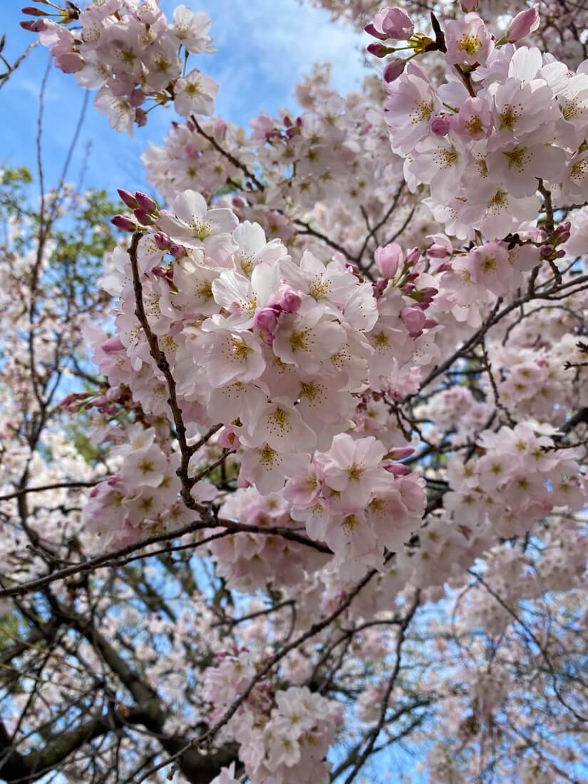 Cherry blossoms and blue sky