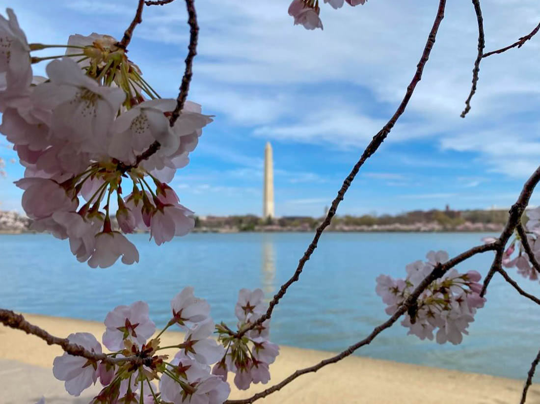 Cherry blossoms and the Washington Monument around the Tidal Basin in-Washington DC