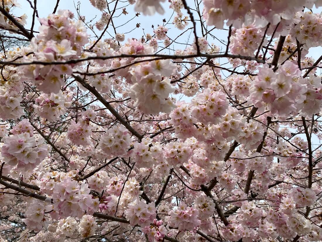 Cherry blossoms white and pink