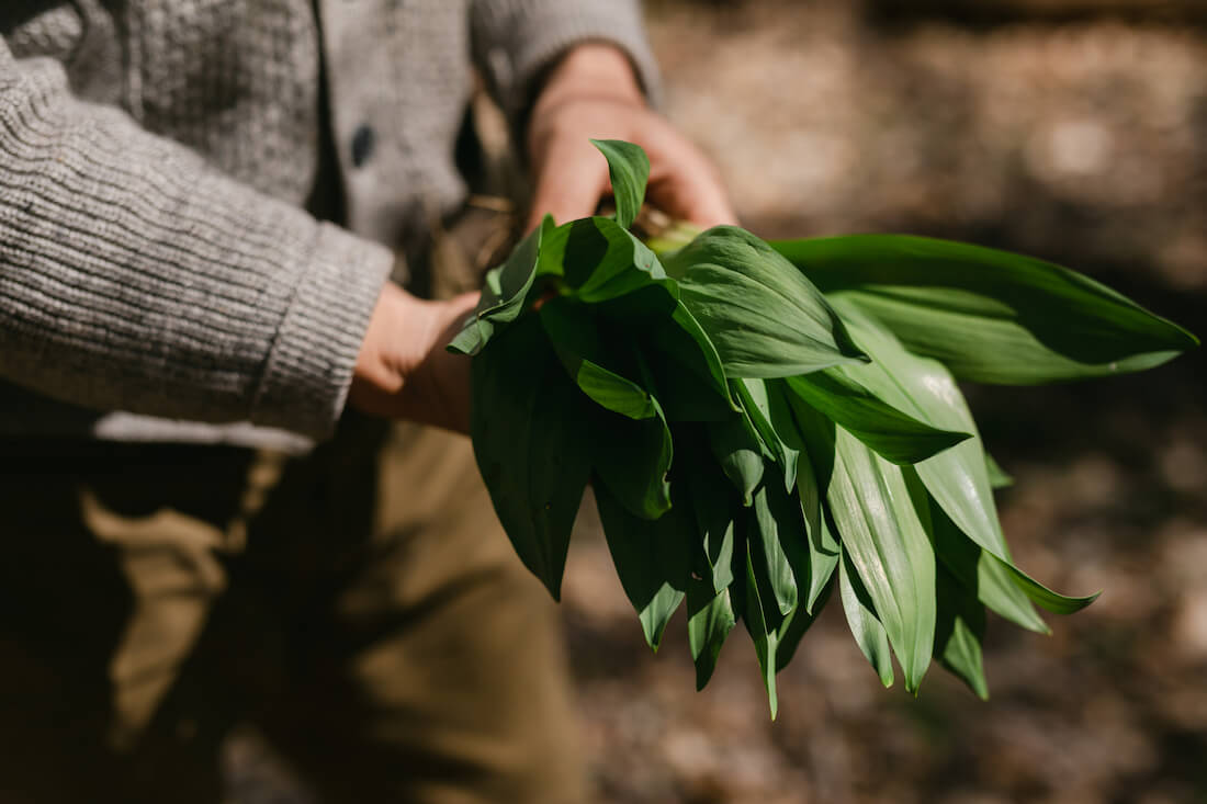 Close up of a man's hand inspecting his freshly foraged wild ramps