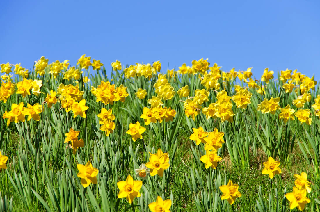 Daffodils against a blue sky