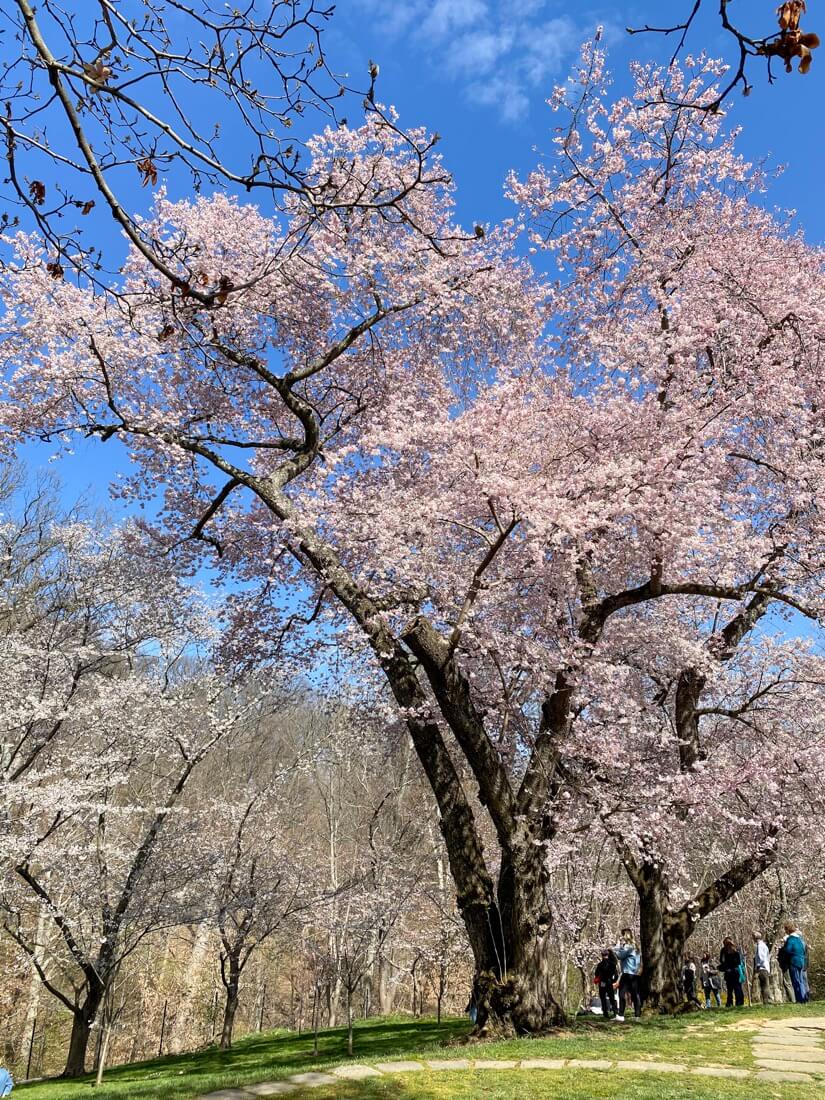 Dumbarton Oaks Garden cherry blossom trees