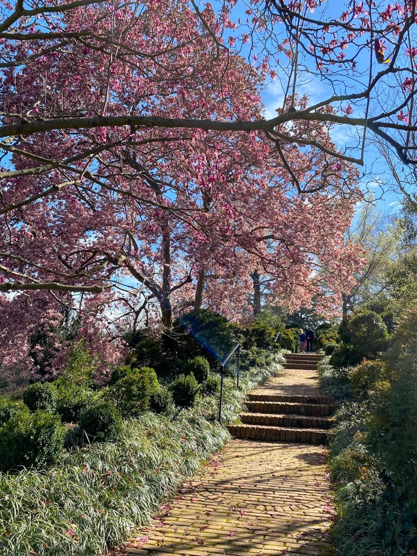 Dumbarton Oaks Garden in spring