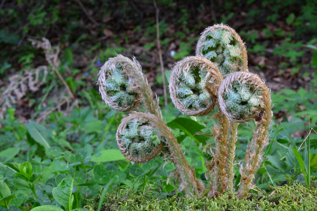 Five young spring fern burgeons in a field