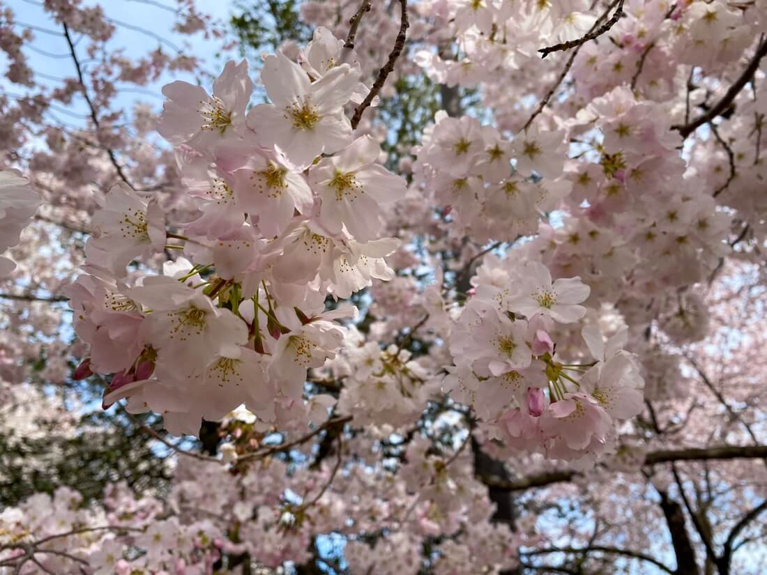 Light cherry blossoms
