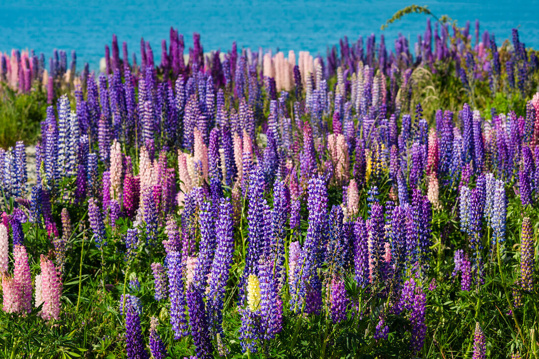 Various shades of pink and purple lupin flowers growing along the coastline