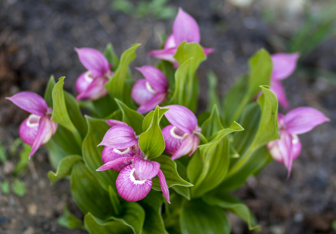 Close up view of pink lady's slipper flowers