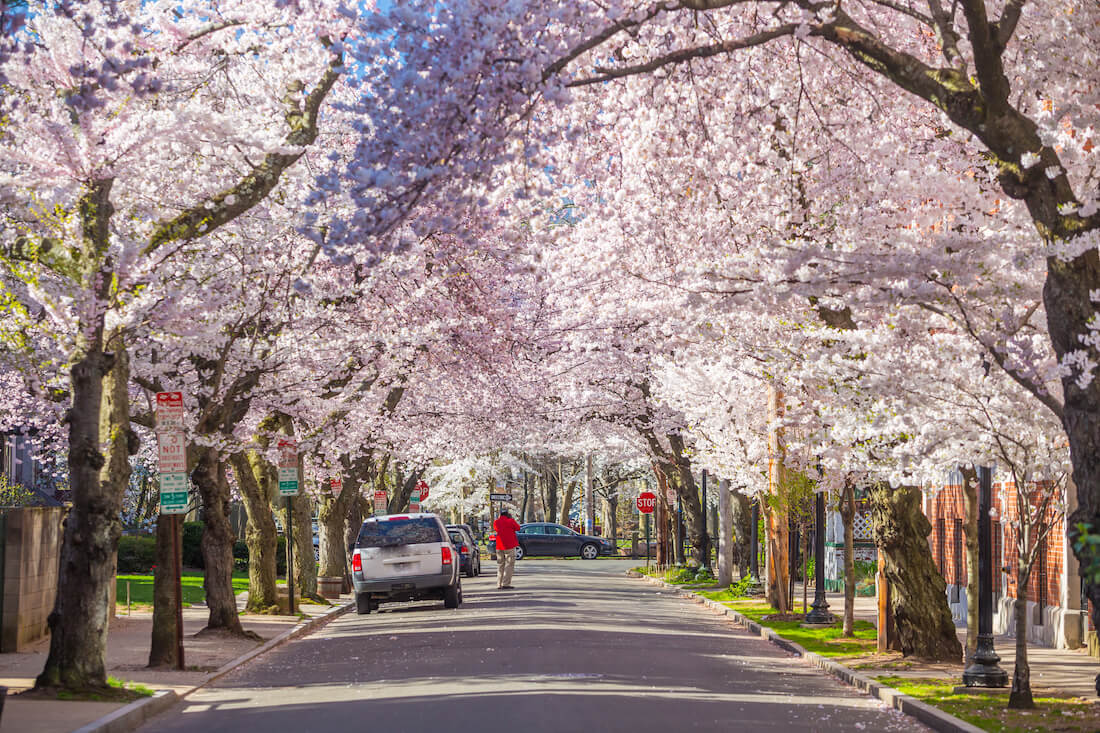 Pretty cherry blossoms line the street in Wooster Square in New Haven Connecticut