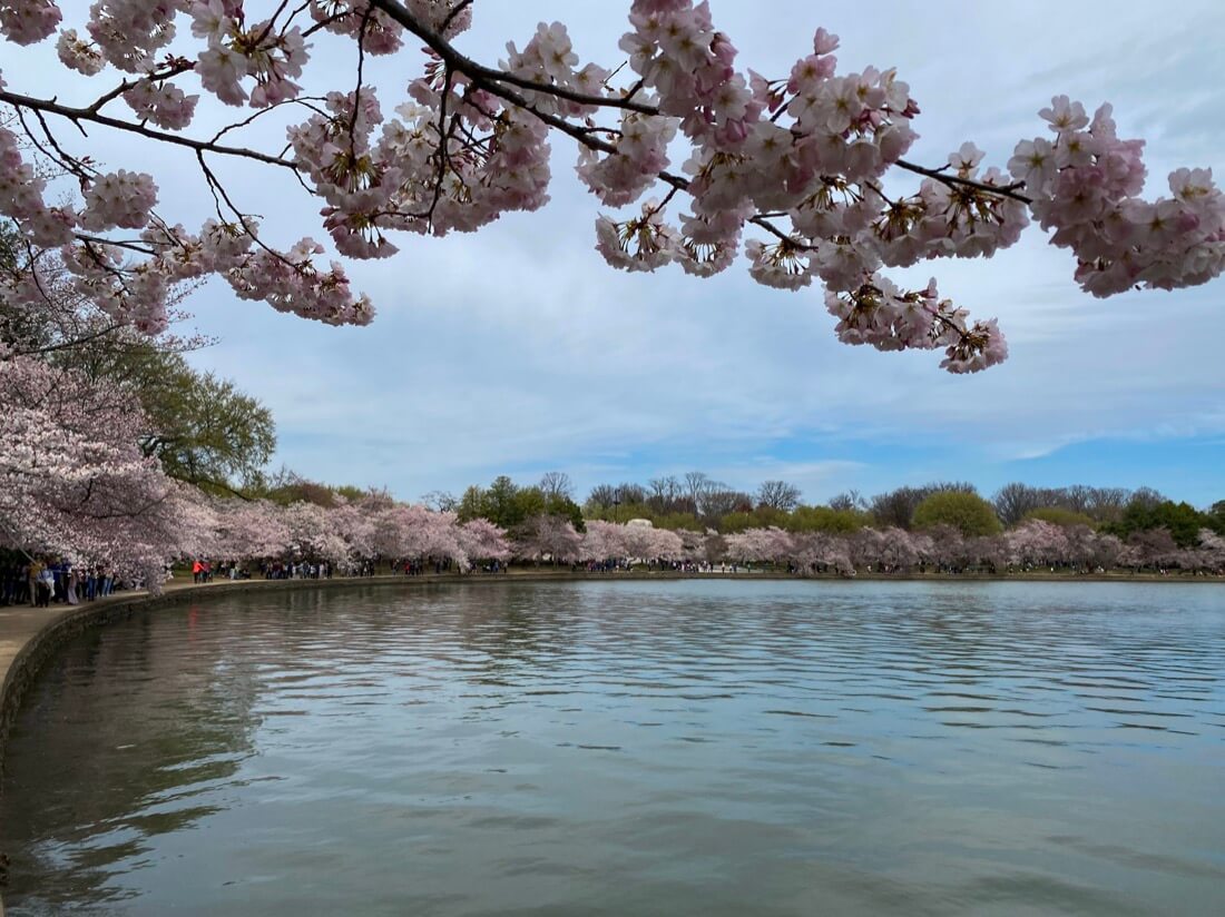 Tidal Basin cherry blossom trees Washington DC