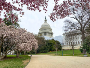 US Capitol building Washington DC in spring