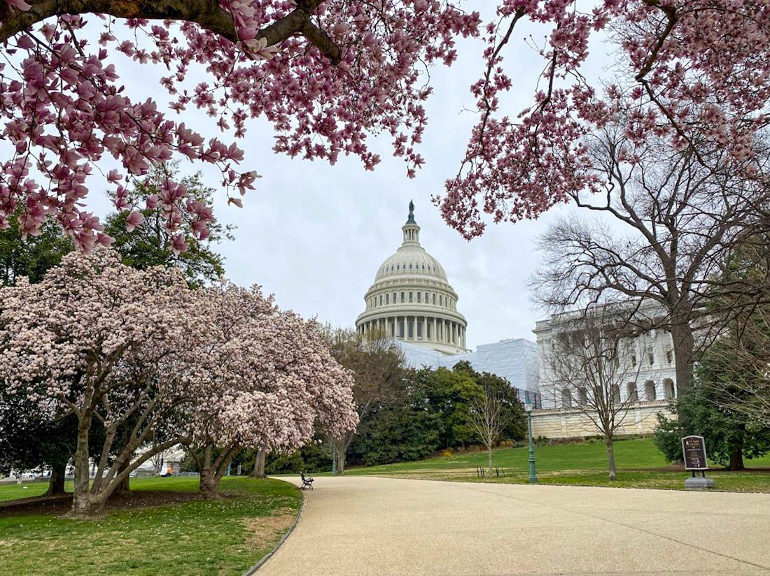 US Capitol building Washington DC in the spring