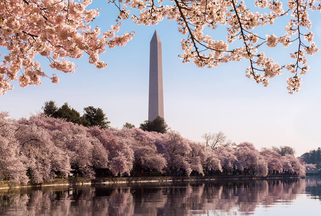 Washington Monument towers above cherry blossoms in Washington DC