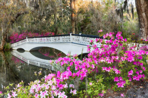 White bridge and azaleas at the Magnolia Plantation in Charleston South Carolina