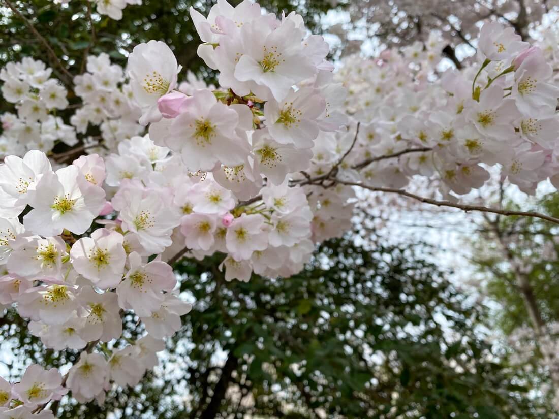 White cherry blossom blooms