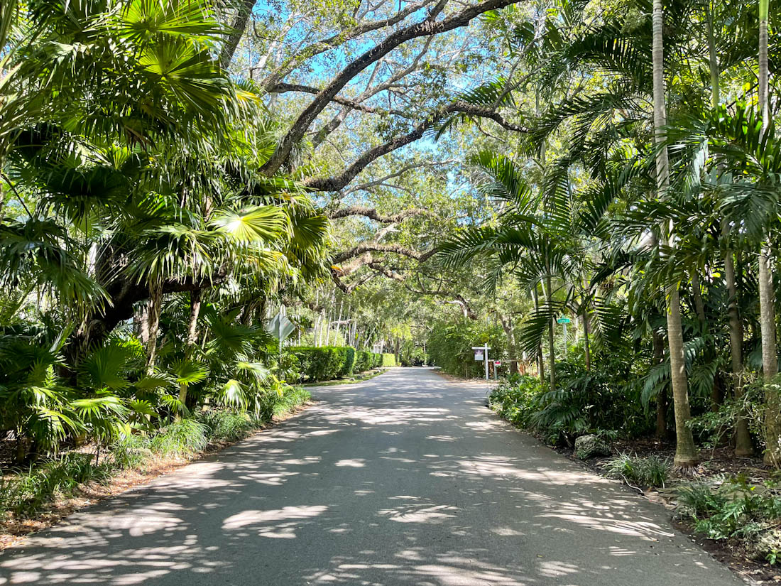 Road in Coconut Grove with large trees in Miami