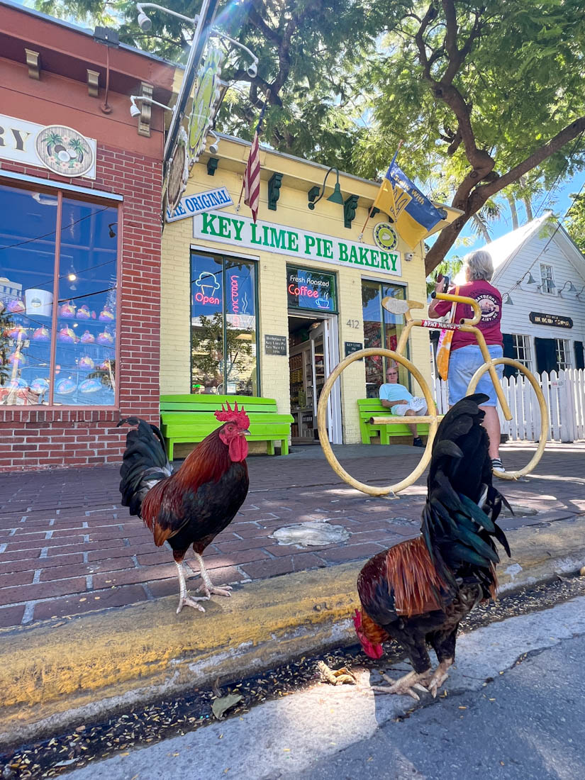 Key Lime Pie Bakery rooster Key West Florida