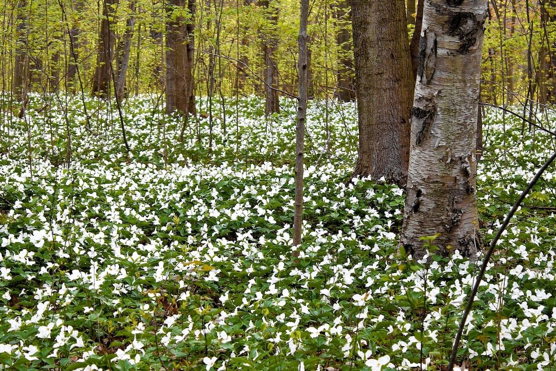 White Trillium flowers carpeting a woodland area