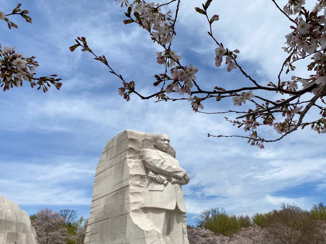 Martin Luther King Jr Memorial in Washington DC in cherry blossom season