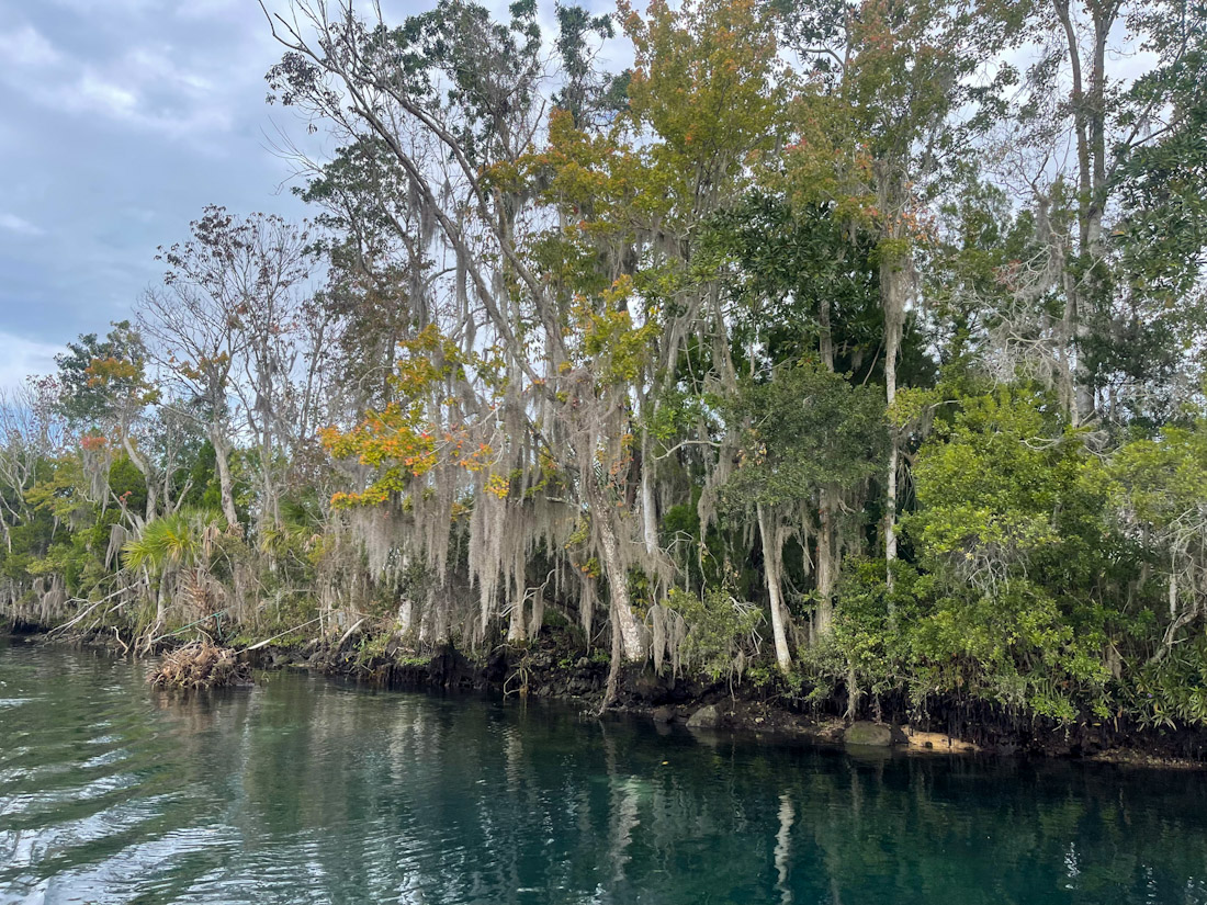 Moss trees at Three Sister Spring area Crystal River Florida