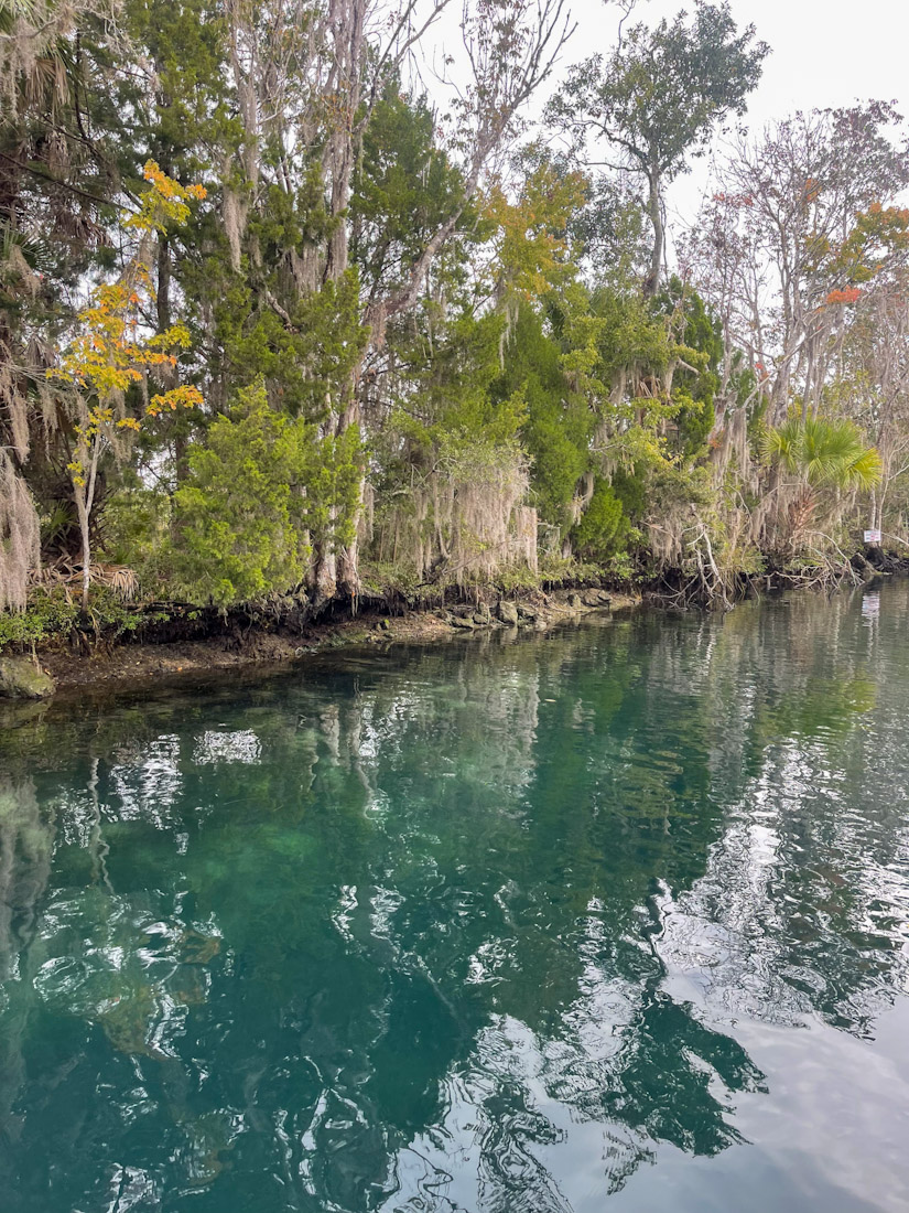 Trees hang over the water of Three Sisters Spring Area, Crystal River Florida