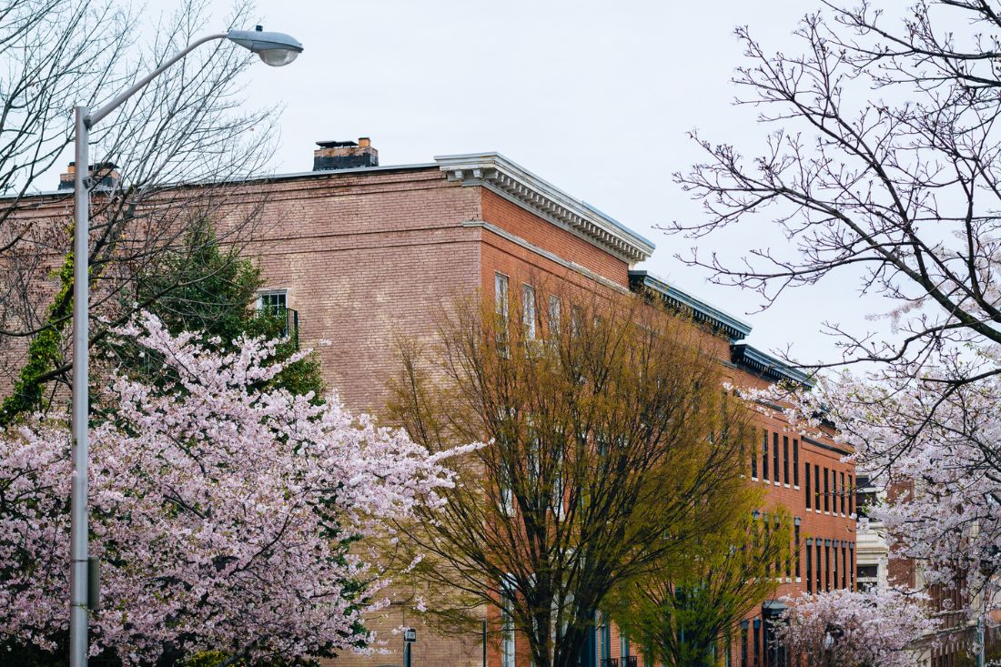 Cherry blossoms & building along Madison St, Maryland.