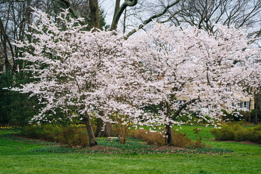 Cherry blossoms at Sherwood Gardens Park in Baltimore, MD.