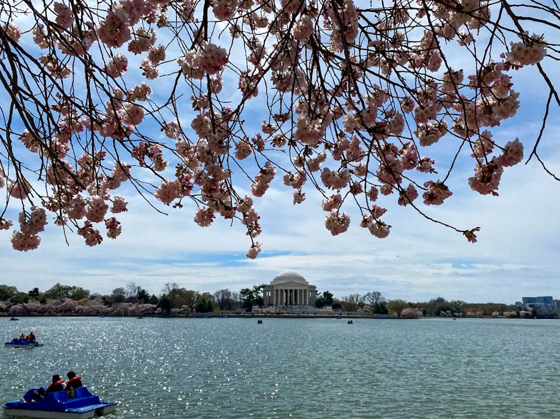Cherry blossoms Jefferson Memorial paddleboats on the Tidal Basin in Washington DC