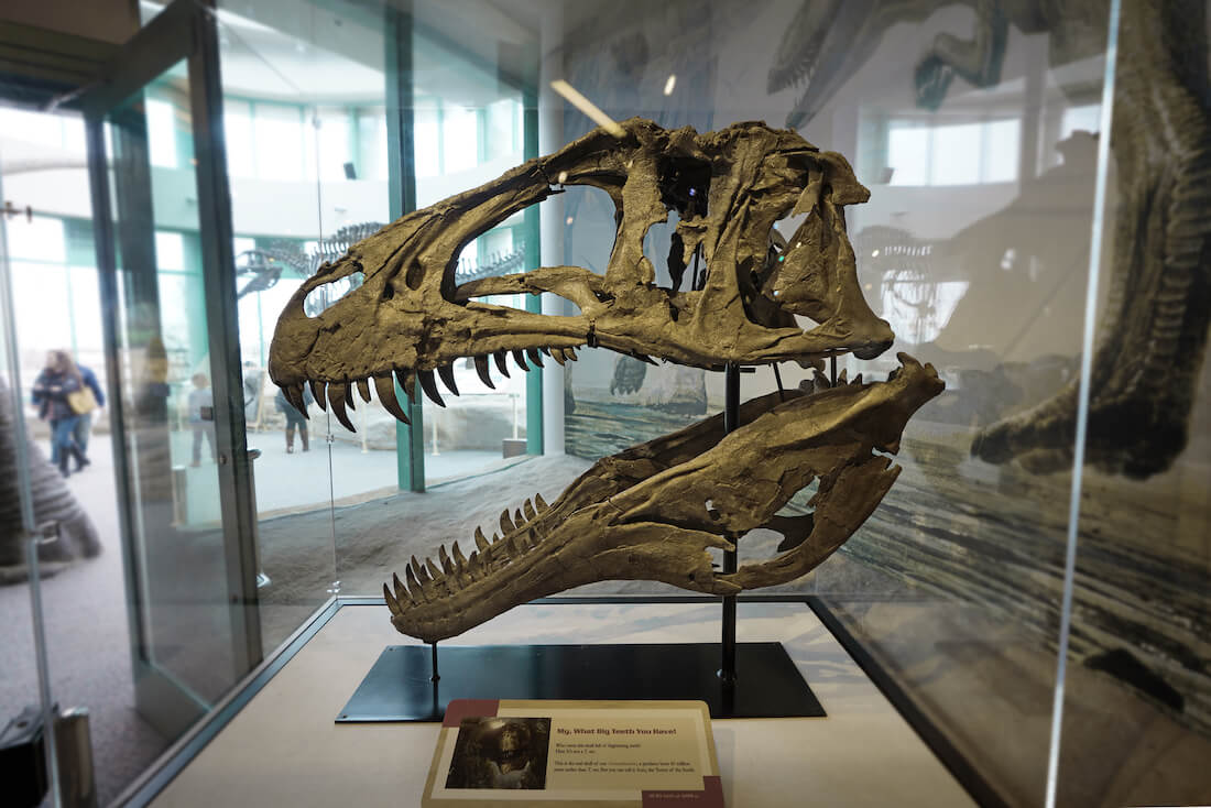 Skull of an Acrocanthosaurus in the dinosaur exhibit at the Museum of Natural Sciences , one of the most visited attractions in Raleigh North Carolina