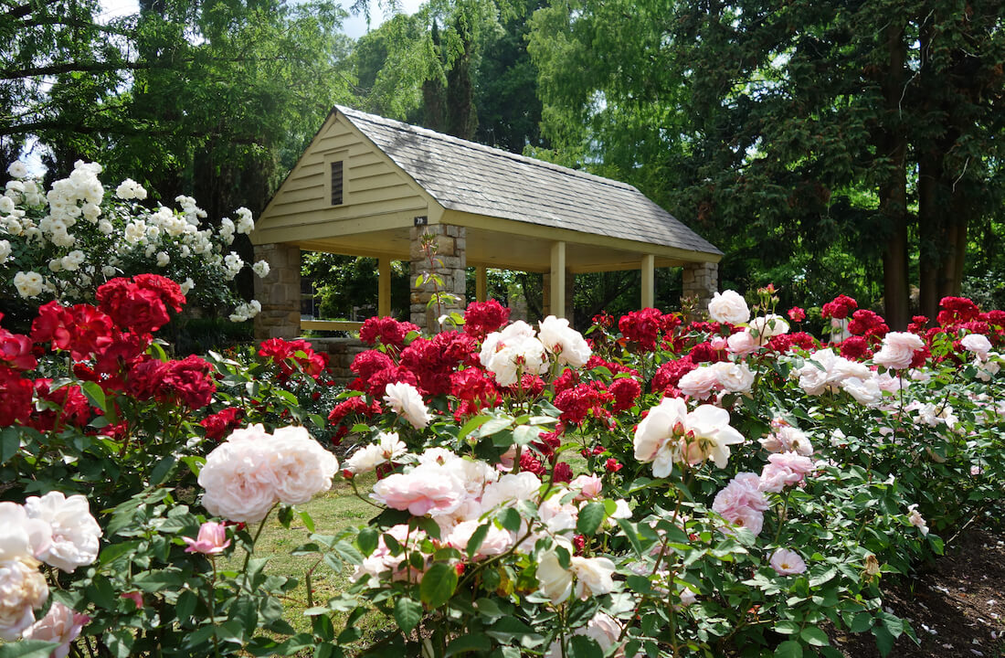 The Rose Garden, a popular park in Raleigh North Carolina known for its wide variety of colorful blooms