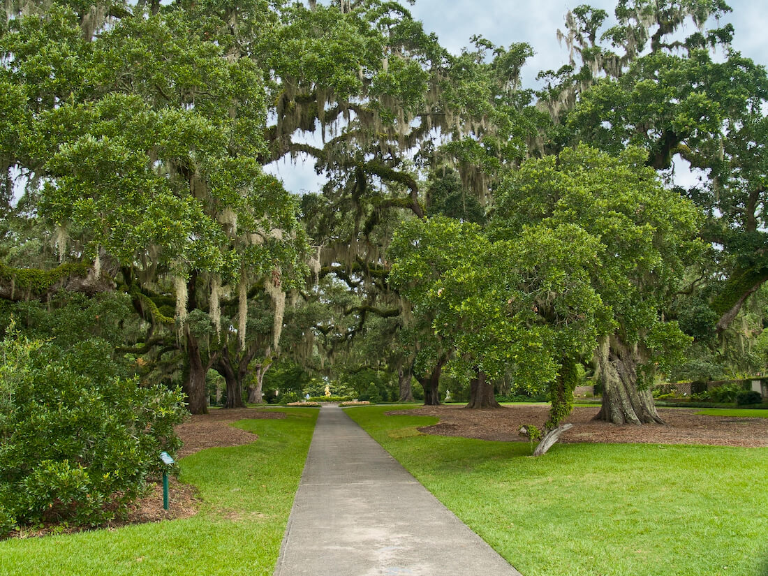 Giant Oaks at Brookgreen Gardens in Myrtle Beach South Carolina