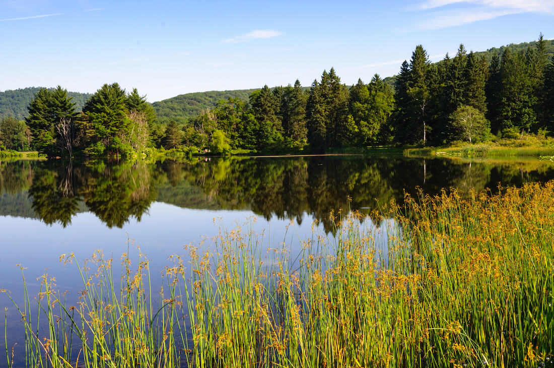 Lush greenery around water in Allegany State Park in New York