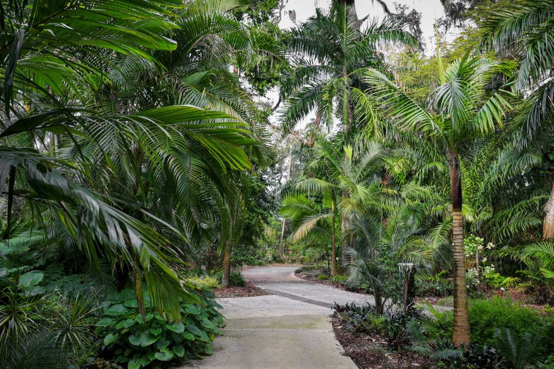 Alley in the Harry P. Leu Gardens with lush greens in Orlando, Florida.