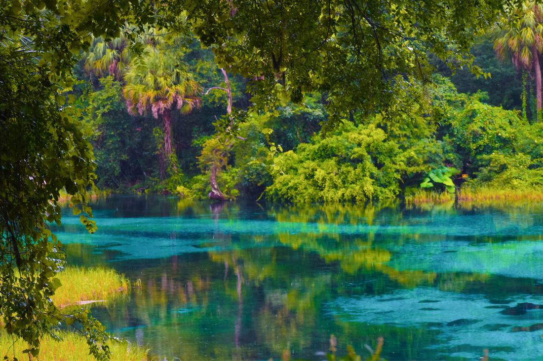 Scenic view of nature in Rainbow Spring State Park, Dunnellon, Florida.