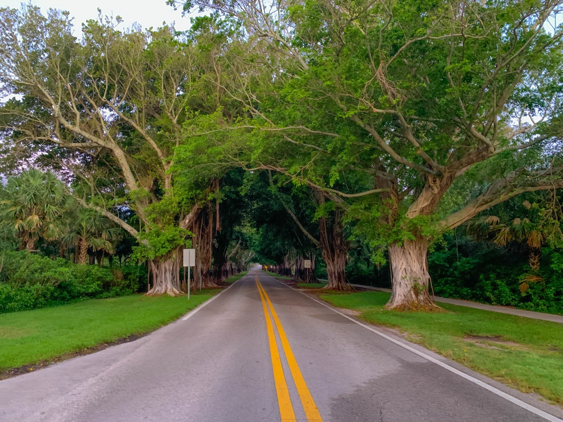 The lush green Banyan Tree Tunnel over road in Stuart Florida