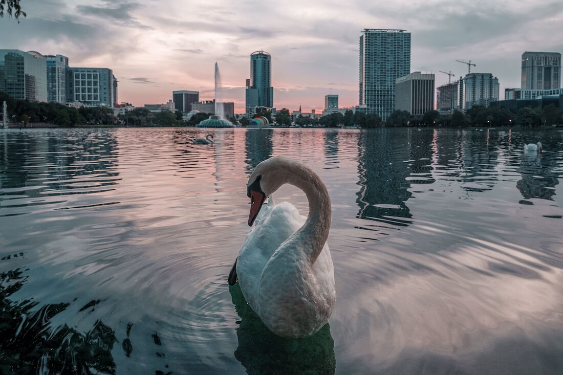 A white single swan in water with cityscape in the background in Orlando Florida