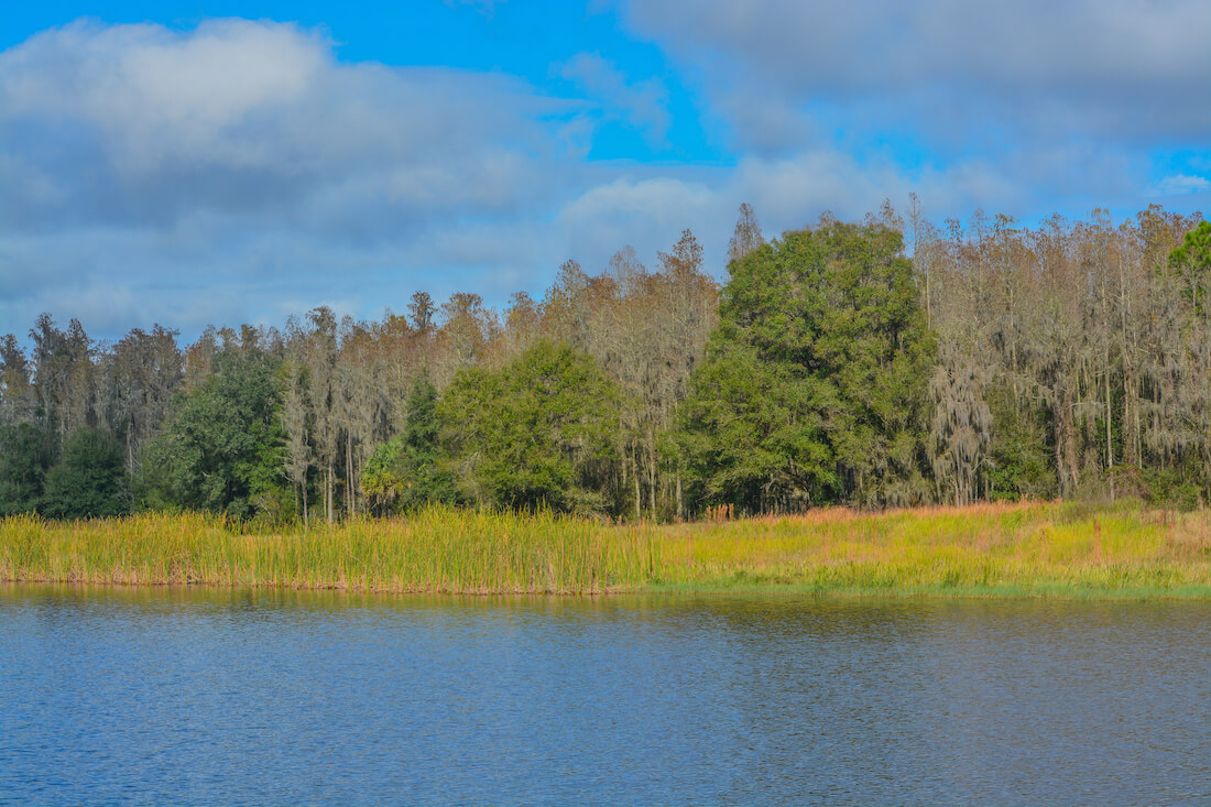 The shoreline of Mac Lake in Colt Creek State Park, Lakeland, Polk County, Florida