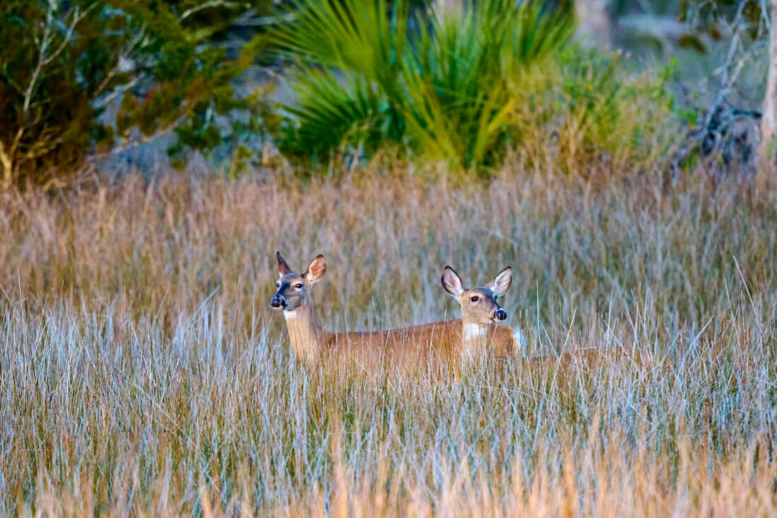 Two deer in the tall marsh grass at Skidaway Island State Park, Georgia