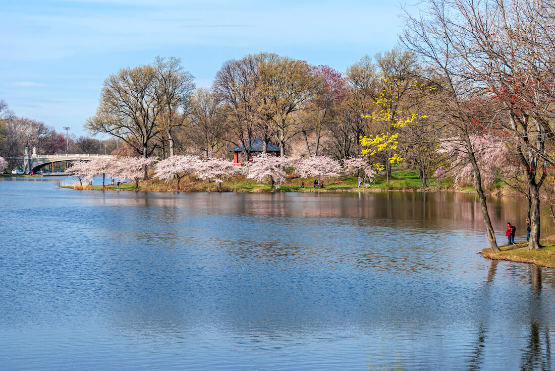 A scenic view of Branch Brook Park with the Cherry Blossoms in bloom in Newark New Jersey