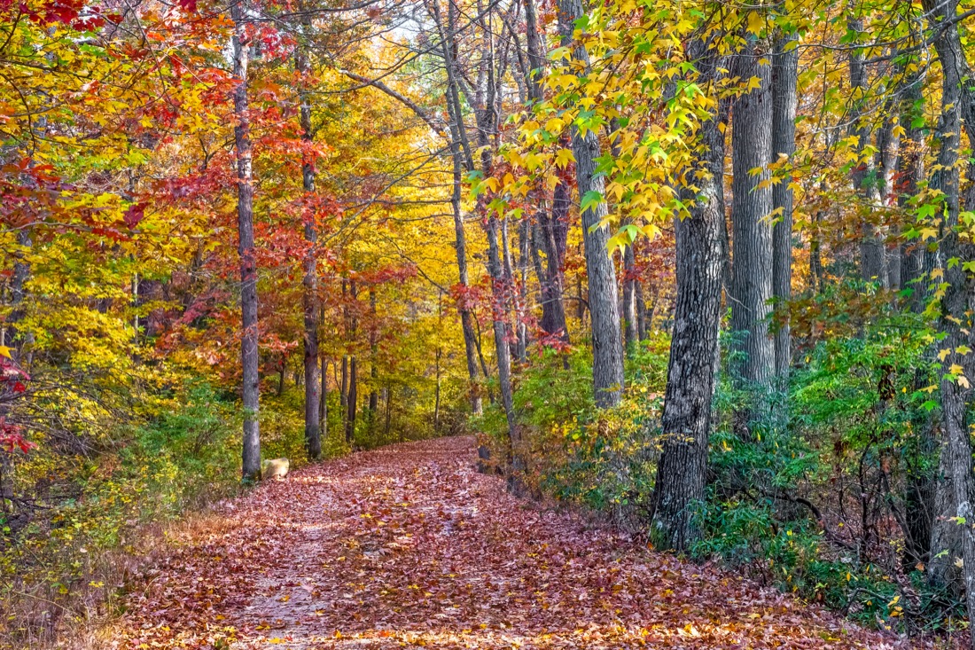 Allaire State Park in New Jersey's fall color leaves on path