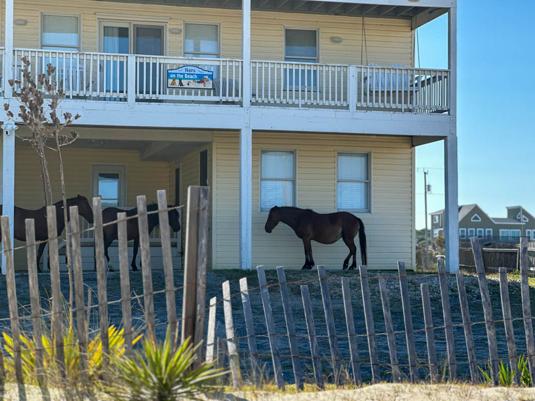 Bay Horse hiding in shade during Wild Horse Adventure Tours in Corolla Outer Banks 
