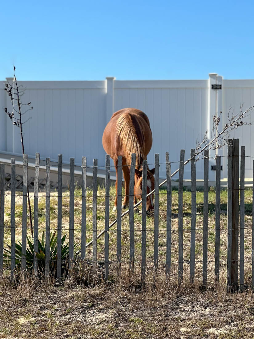 Betsy Chestnut Horse Wild Horse in garden at Corolla
