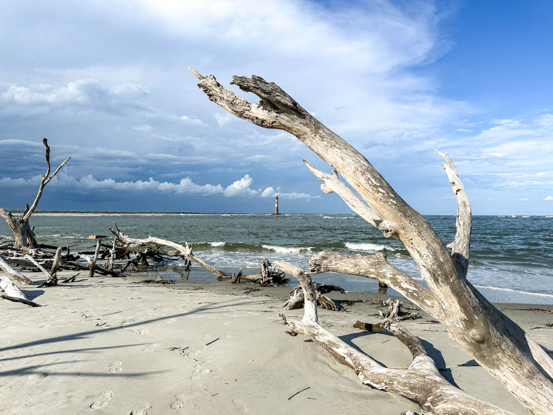 Huge Driftwood Morris Island Lighthouse Lighthouse Inlet Beach Folly Beach in South Carolina