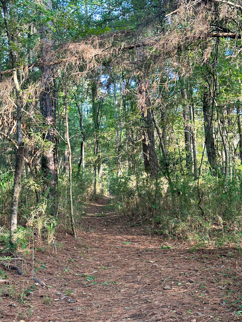 Kitty Hawk Woods path with trees in Outer Banks 