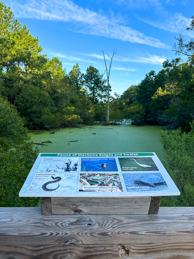 Kitty Hawk Woods Swamp Sign in Outer Banks