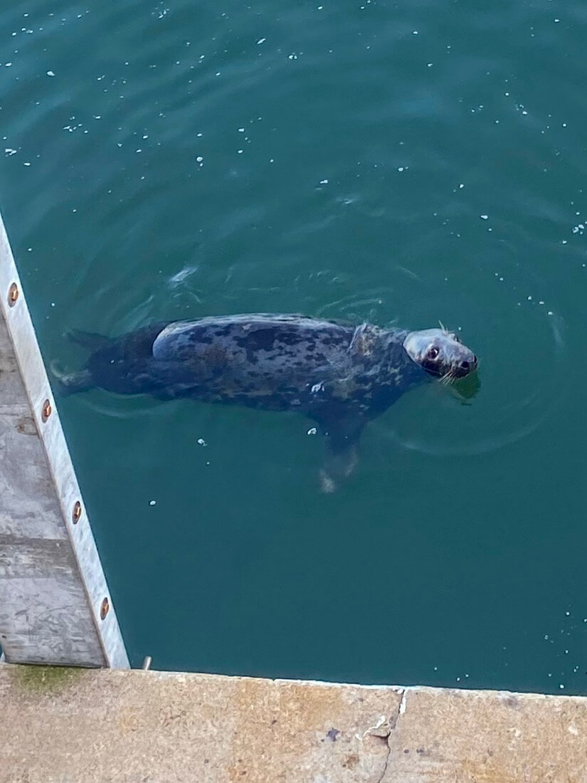 A seal swimming Chatham Fish Pier in Chatham Massachusetts