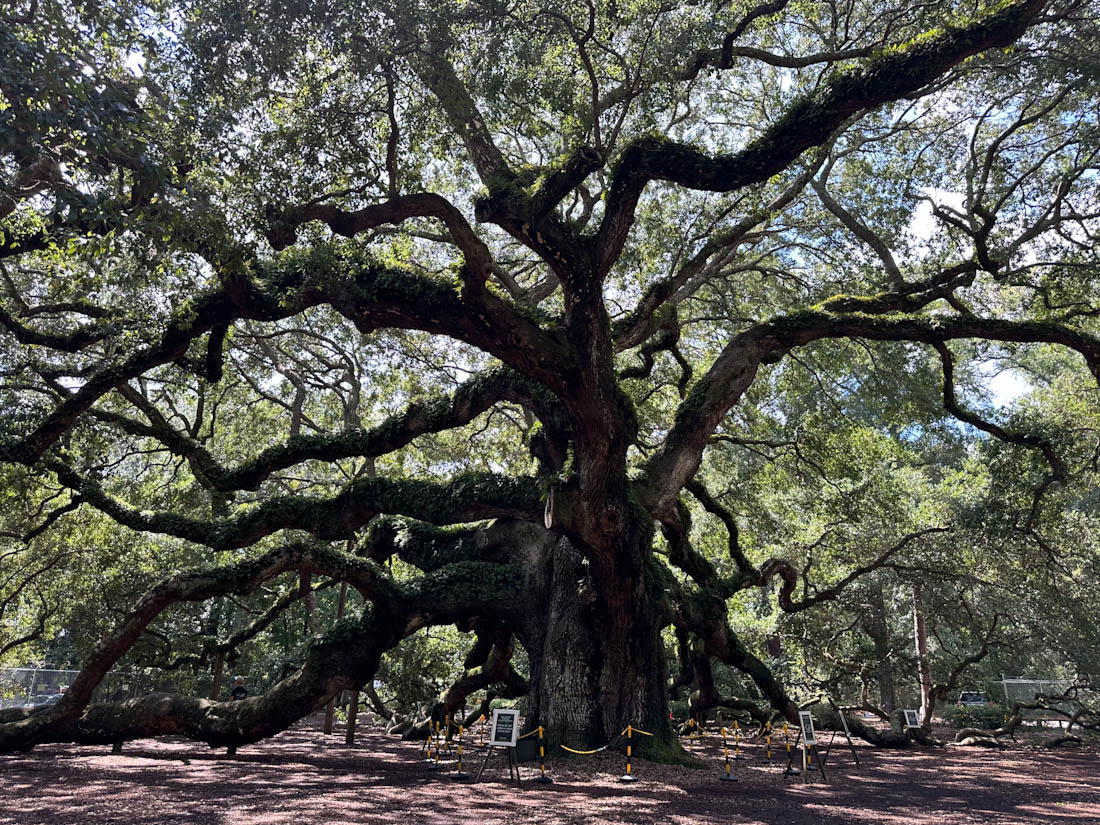 Angel Oak Tree Landscape photo located at St. John’s Island South Carolina